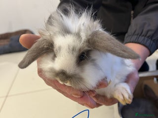 Lionhead rabbits - Advert 2