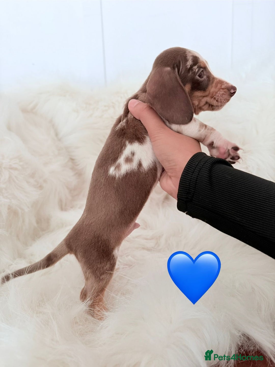Miniature Dachshund dogs for sale: Stunning Litter of Miniature Dachshund Pups  - Image 6