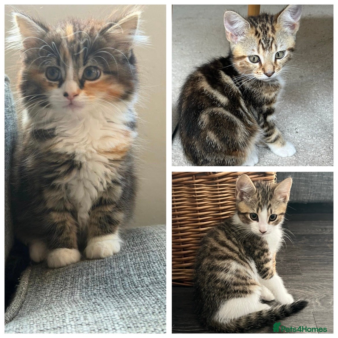 Mixed Breed cats Mixed Breed Pedigree Cross Kittens M/F - Advert 1