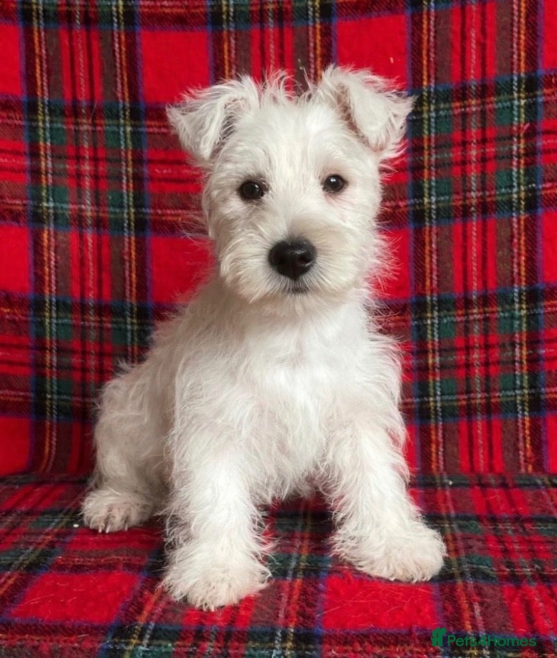 West Highland Terrier dogs Adorable west highland terrier puppy  - Advert 2