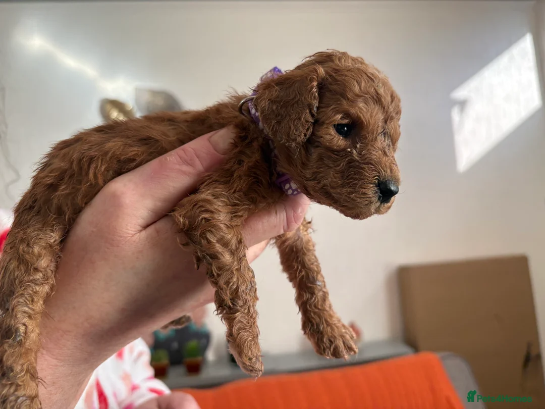 Cockapoo dogs for sale: Adorable Cockapoo puppies 🐶🐾 - Advert 5