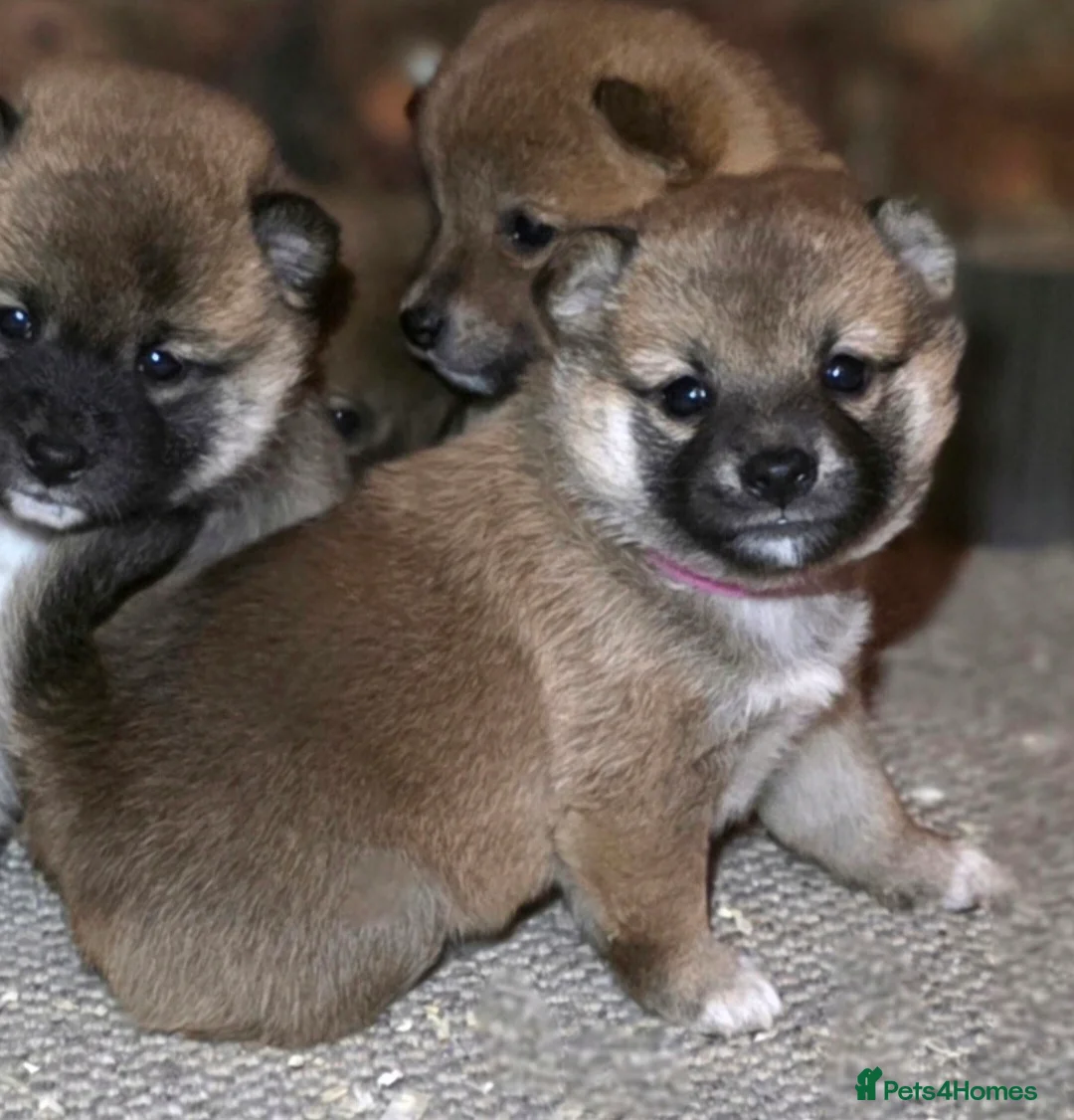 Japanese Shiba Inu dogs for sale: Healthy shiba inus last girl  - Advert 13