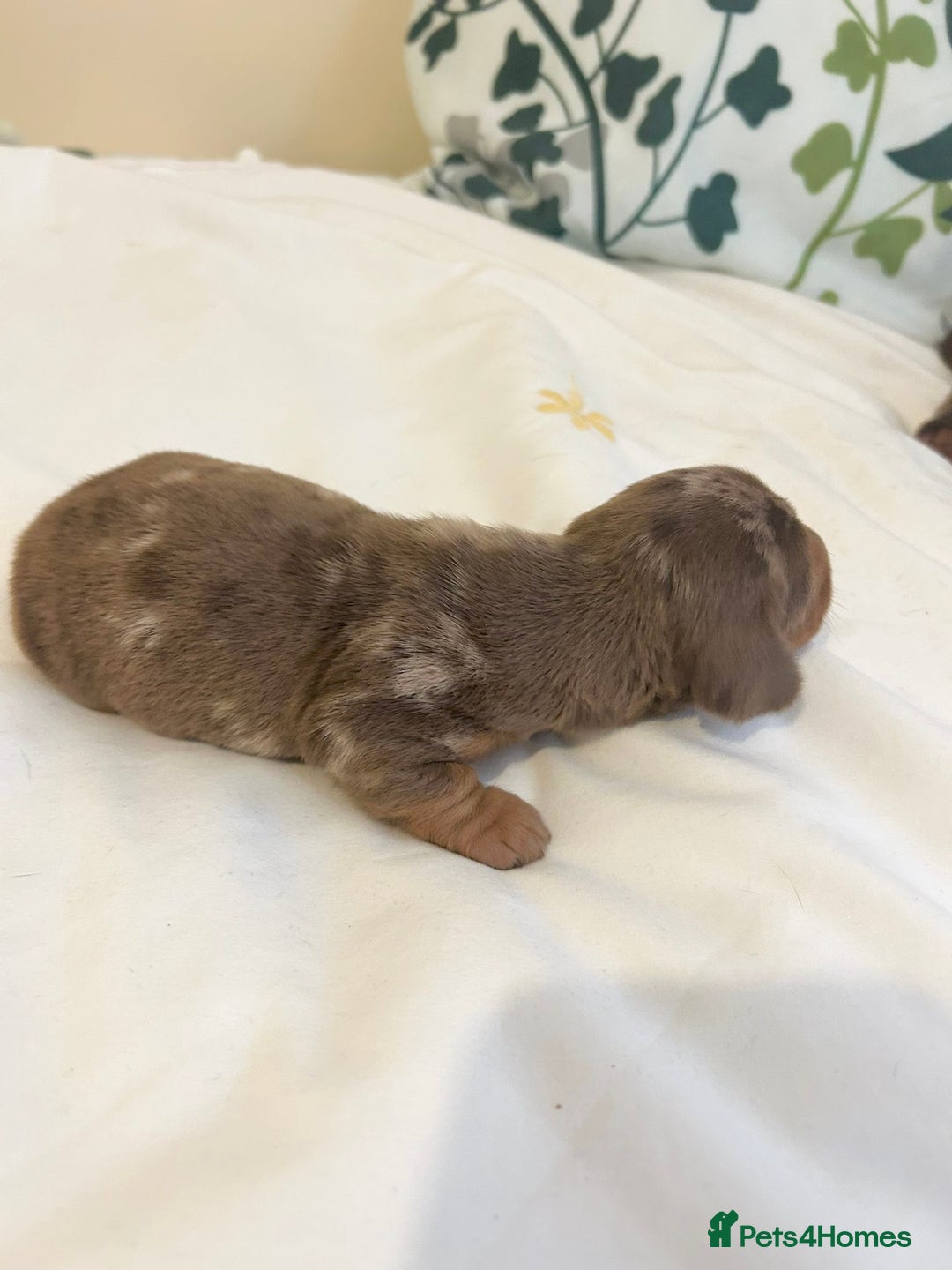 Dachshund dogs for sale: Dachshund  - Image 4