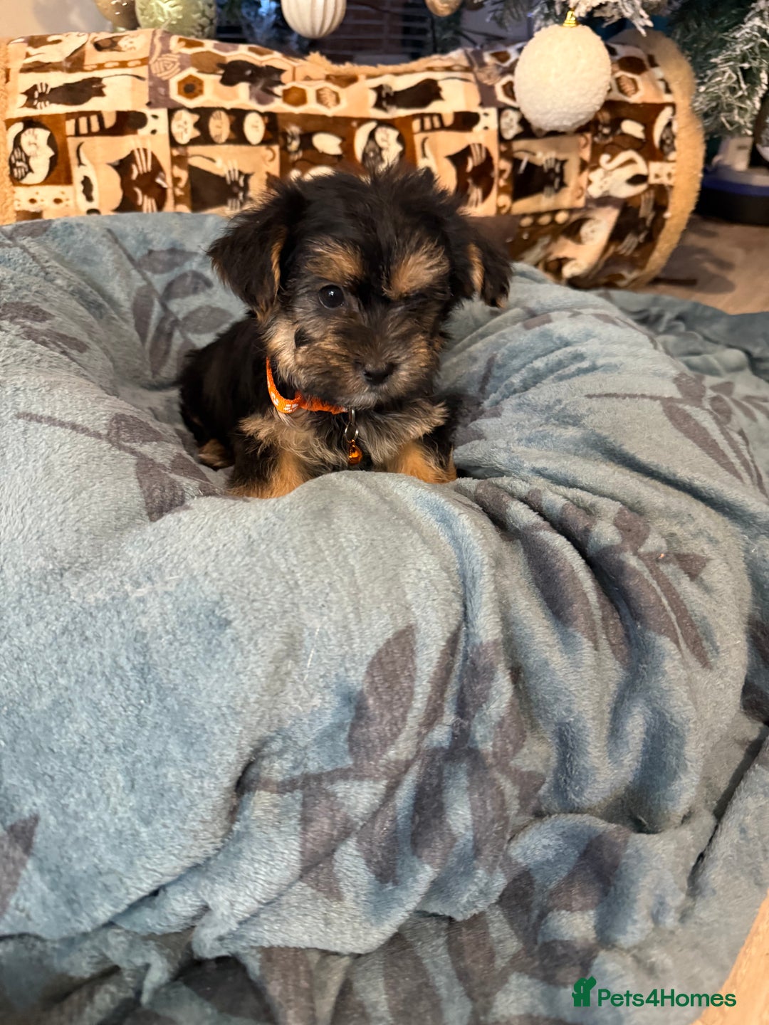 Yorkshire Terrier dogs for sale: Mini Yorkshire Terrier  - Advert 13