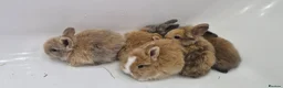 Mini Lion Lop rabbits for sale: Baby mini lop and lionhead - Advert 2