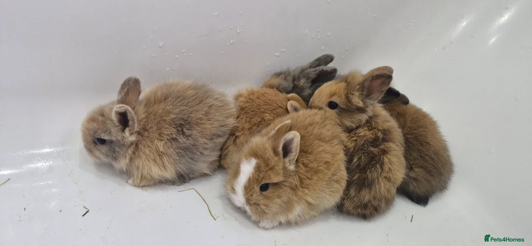 Mini Lion Lop rabbits for sale: Baby mini lop and lionhead - Advert 2