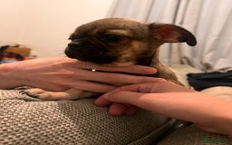 Mixed Breed dogs for sale: Last 2 puppies  - Image 5