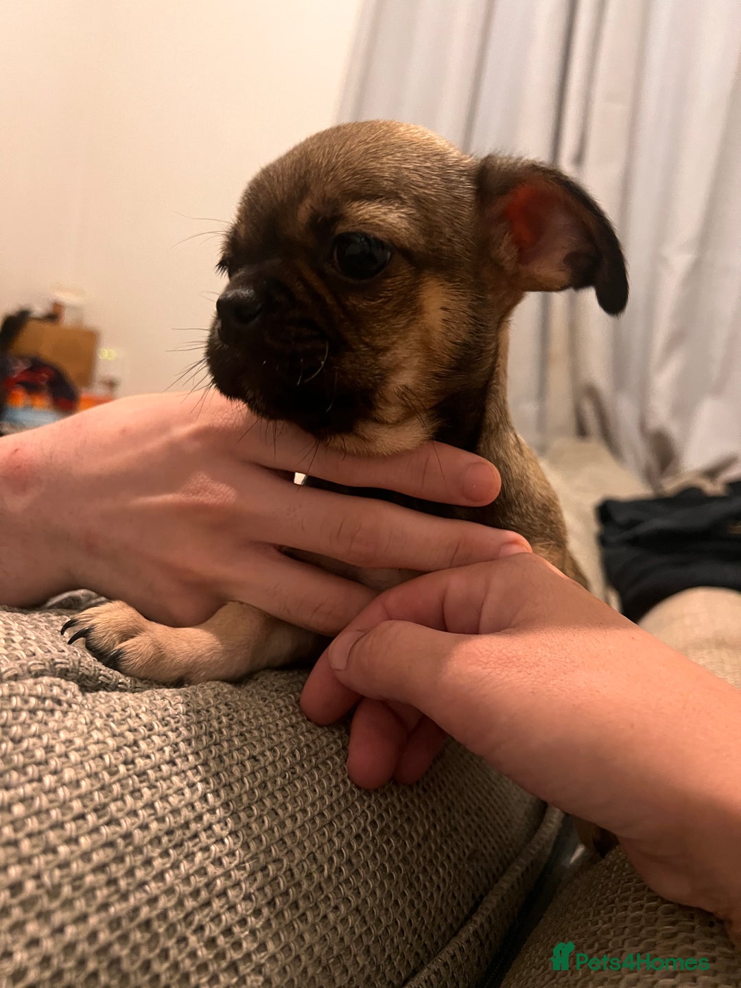 Mixed Breed dogs for sale: Last 2 puppies  - Image 5