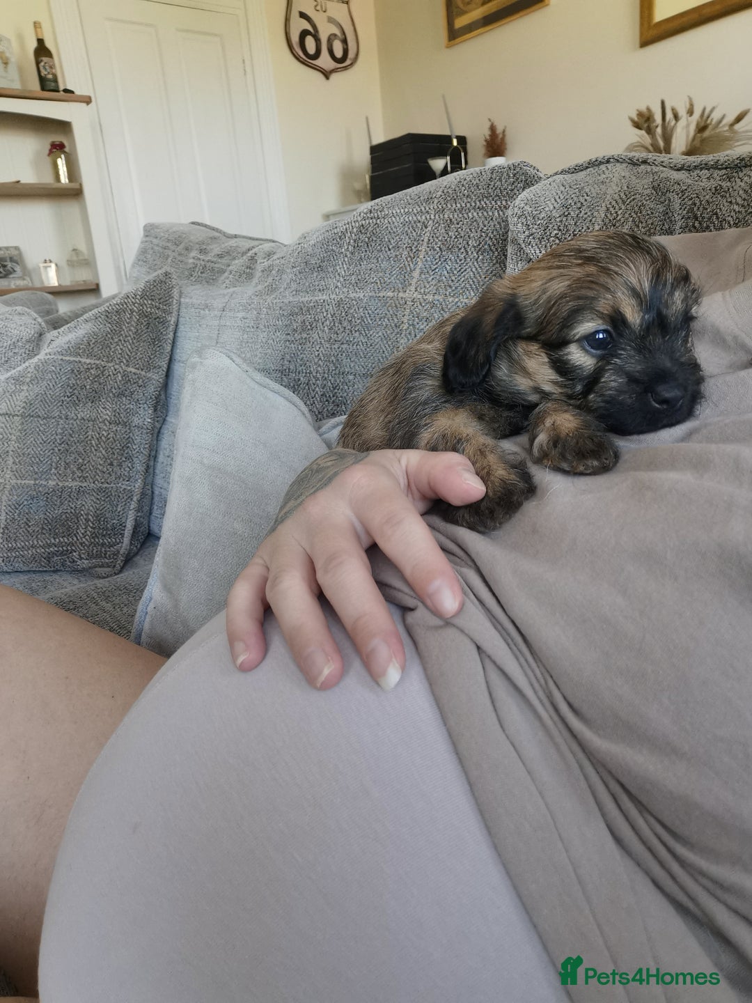 Mixed Breed dogs for sale: Little bundles of schweenie love!  - Image 26