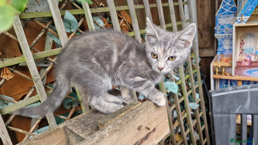 Mixed Breed cats for sale: kittens for sale - Image 10