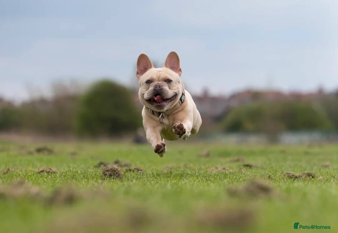French Bulldog dogs for stud: 🔥 PLATINUM LILAC & TAN FLUFFY - WELL PROVEN- KC   in Blackpool - Advert 14