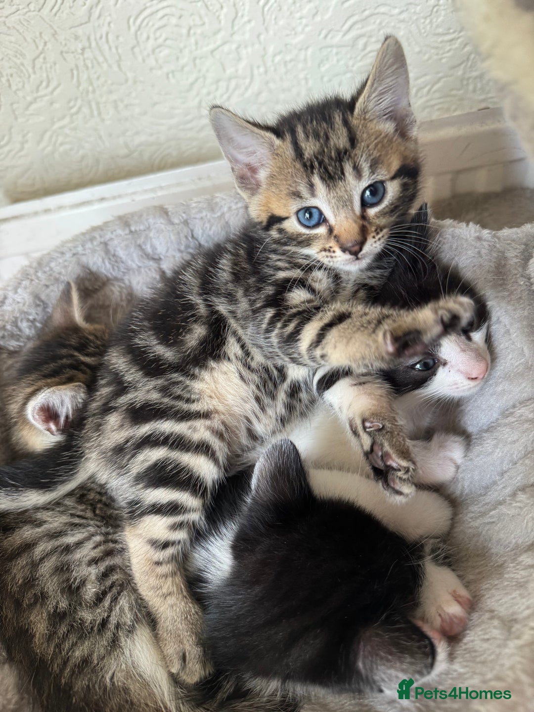 Mixed Breed cats for sale: Beautiful kittens 💗 - Image 8