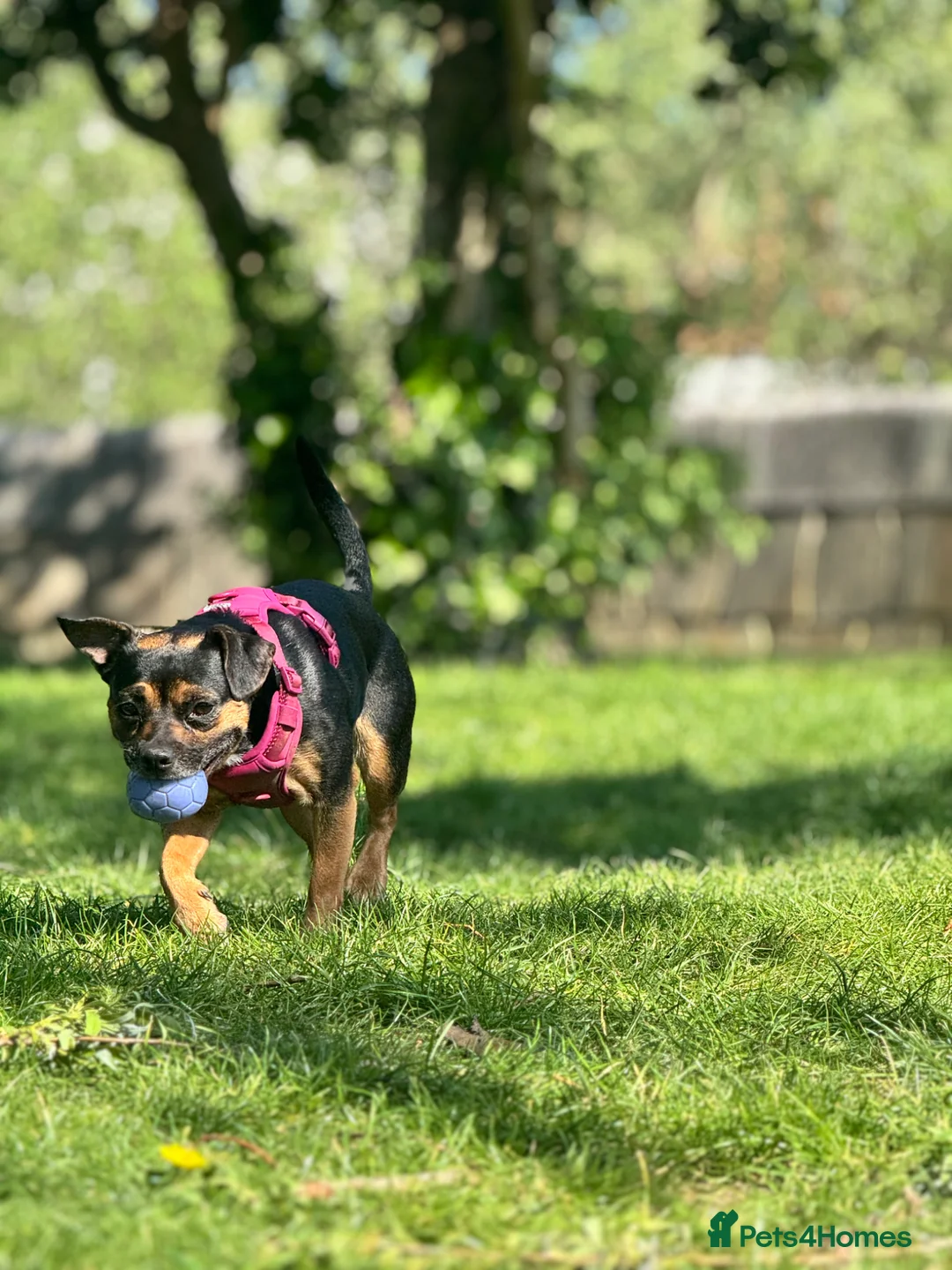 Mixed Breed dogs for sale: Mixed Breed Female in Manchester - Advert 4