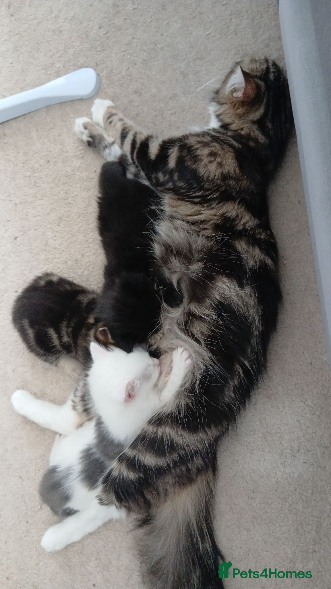 Mixed Breed cats 3 Male kittens - Advert 1