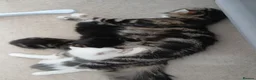 Mixed Breed cats for sale: 3 Male kittens in Doncaster - Advert 1