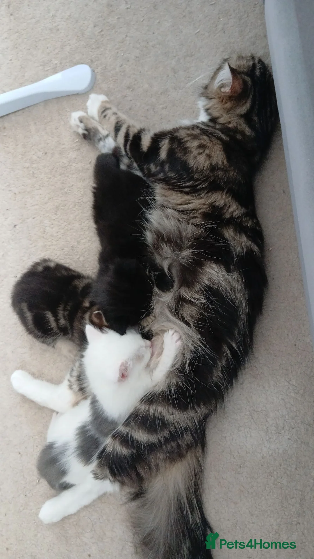 Mixed Breed cats for sale: 3 Male kittens in Doncaster - Advert 1
