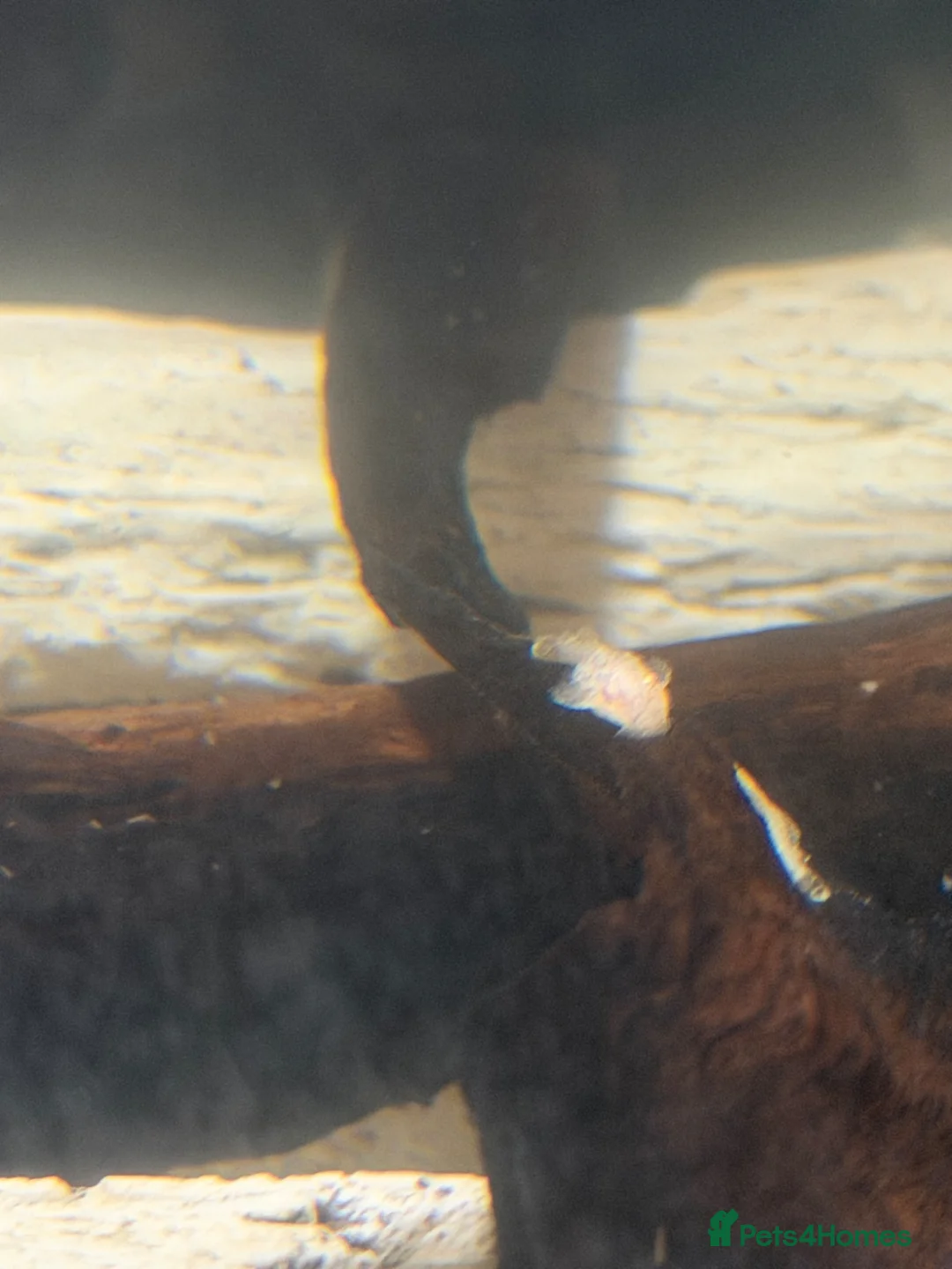 Plecos fish for sale: Albino bristle nose plec - Advert 4