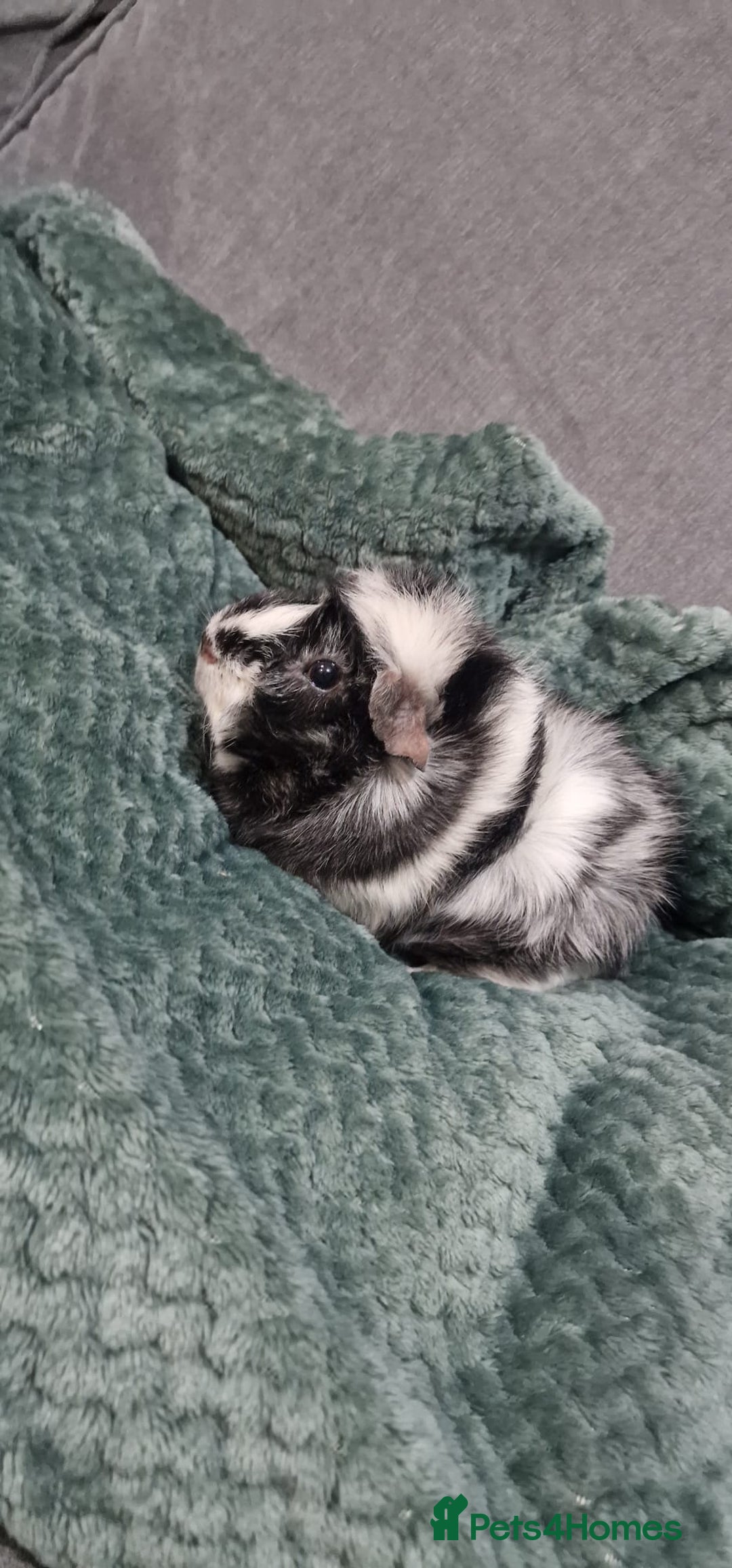 Guinea Pig rodents for sale: Male guineapigs  - Advert 1