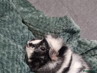 Guinea Pig rodents Male guineapigs - Advert 2