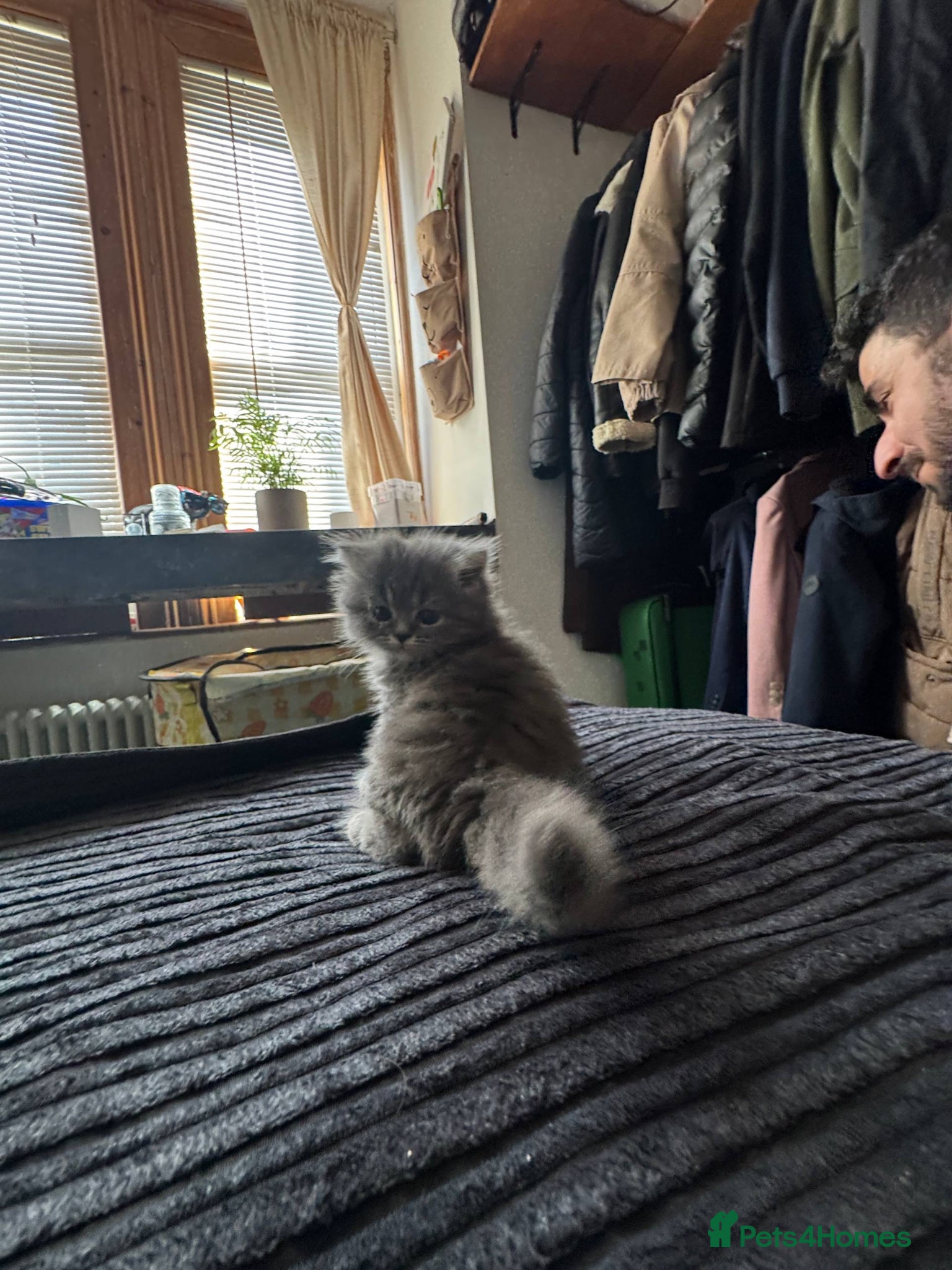 Persian cats for sale: Pure breed Rare Colors White Grey Persian Kitten - Advert 3