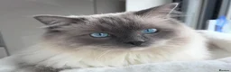 Ragdoll cats for sale: Blue point ragdoll  - Advert 3