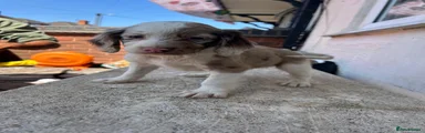 Cocker Spaniel 3