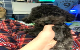 Toy Poodle dogs for sale: Asian Tiny Toy Poodle Boys (Light grey and Apricot in Romford - Image 10