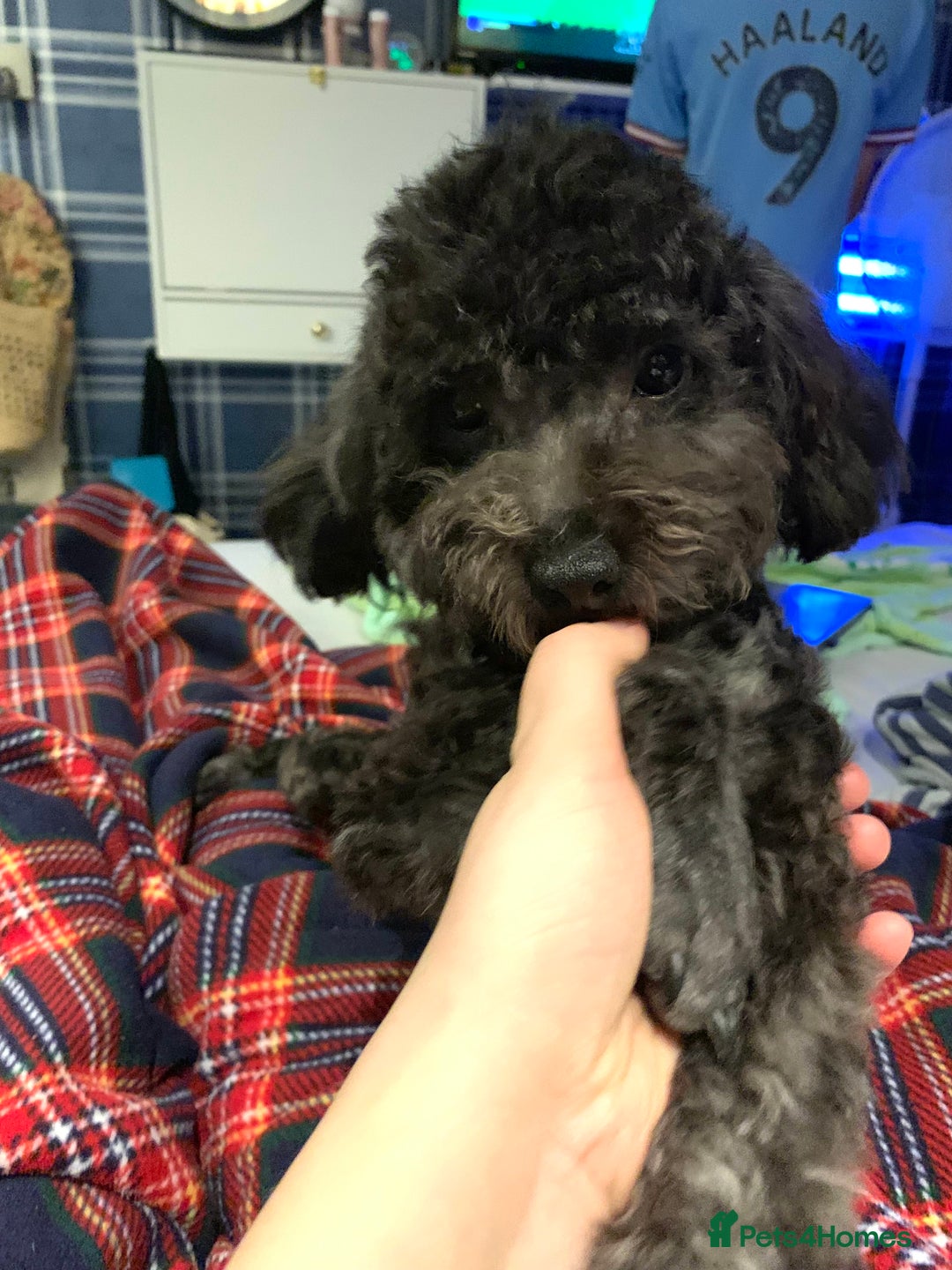 Toy Poodle dogs for sale: Asian Tiny Toy Poodle Boys (Light grey and Apricot in Romford - Image 10
