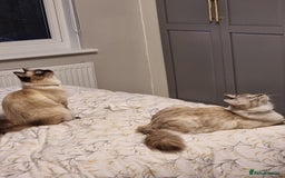 Ragdoll cats for sale: Lilo & Stitch - Rehoming Our Beloved Ragdoll Pair - Image 7