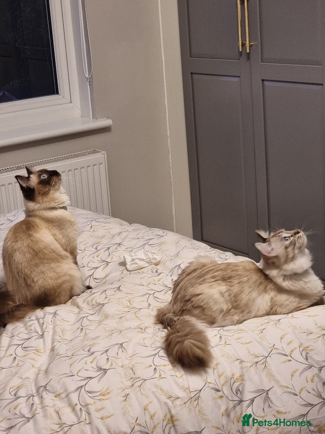 Ragdoll cats for sale: Lilo & Stitch - Rehoming Our Beloved Ragdoll Pair - Image 7