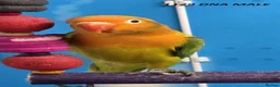 Lovebirds birds for sale: All MALE lovebird Age 4 to 6 Months - Advert 4