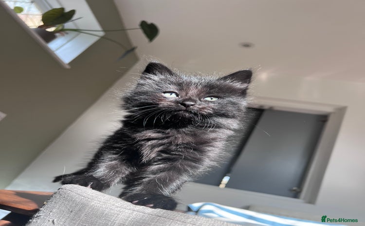 Mixed Breed cats - Advert 15