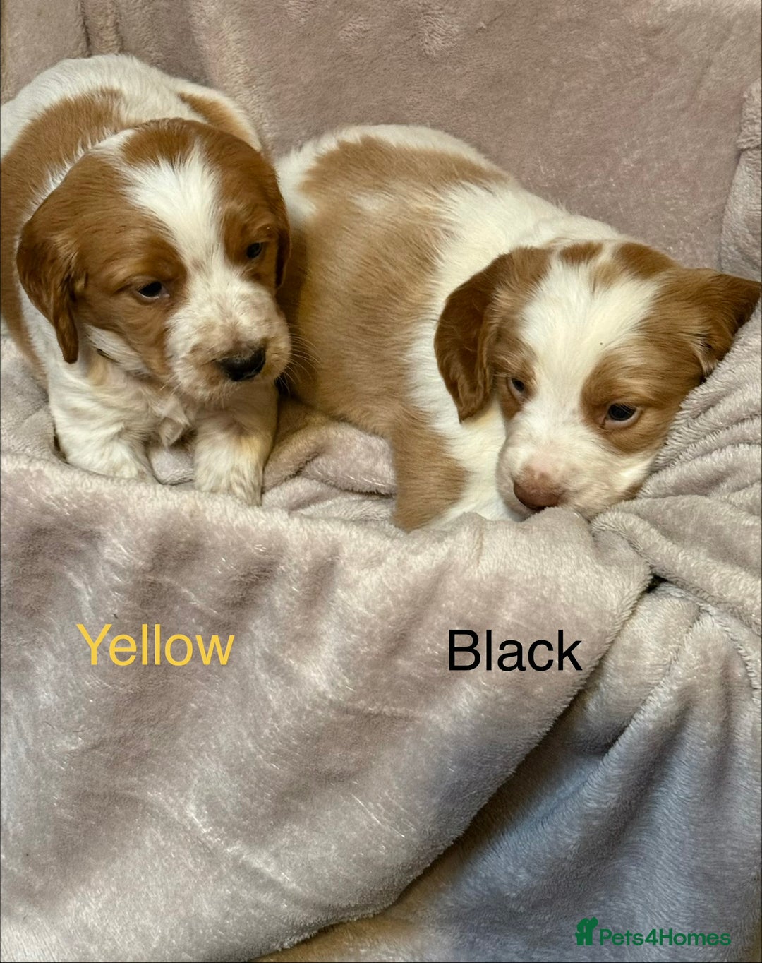 Sprocker dogs for sale: Adorable sprocker spaniel puppies - Advert 3