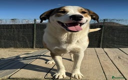 Mixed Breed dogs for adoption: MAYA – TWO YEARS WAITING FOR SOMEONE TO CARE - Image 4