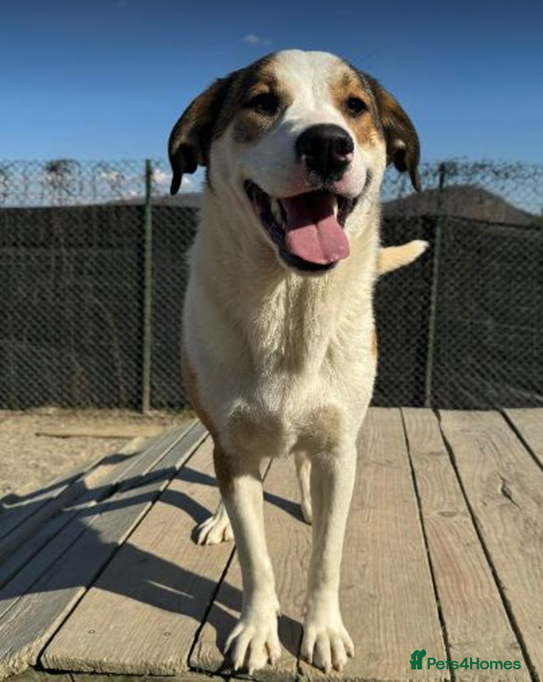 Mixed Breed dogs for adoption: MAYA – TWO YEARS WAITING FOR SOMEONE TO CARE - Image 4