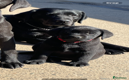 Labrador Retriever dogs for sale: Labrador puppies  🐶  - Image 10