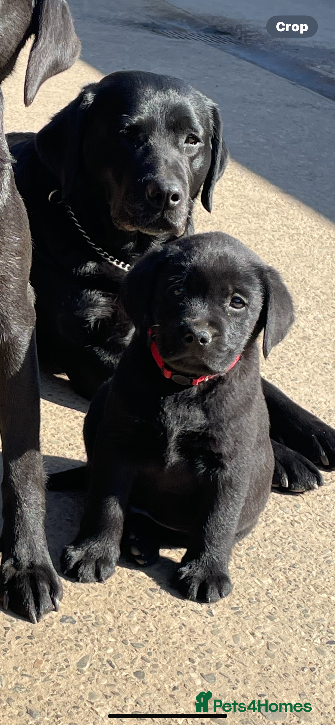 Labrador Retriever dogs for sale: Labrador puppies  🐶  - Image 10