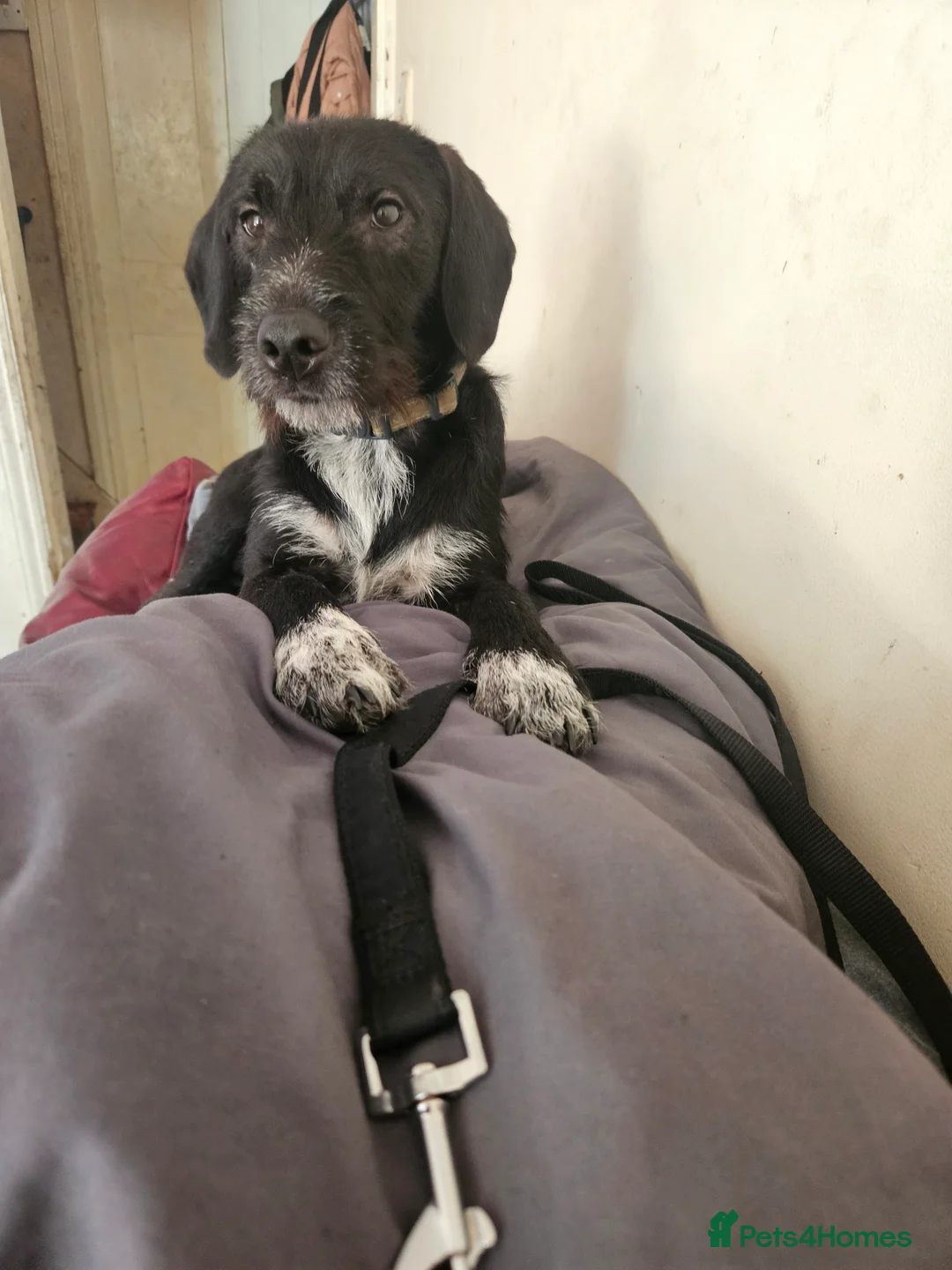 Mixed Breed dogs for sale: Freddie in Worcester - Advert 4