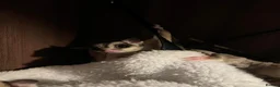 Sugar Glider rodents for sale: Sugar gliders  - Advert 7