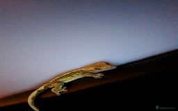 Gecko reptiles for sale: Crested gecko male - Image 7