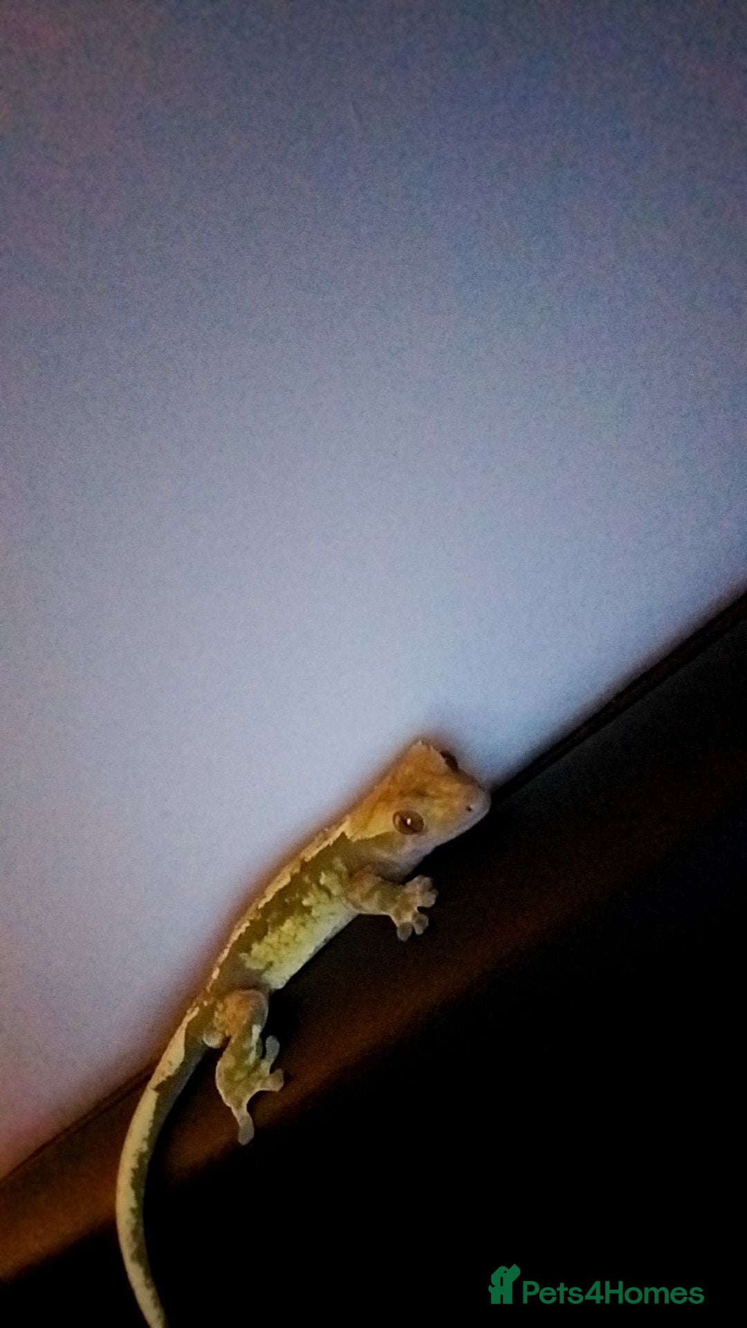 Gecko reptiles for sale: Crested gecko male - Image 7