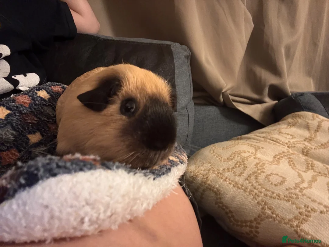 Guinea Pig rodents for sale: (UP FOR ADOPTION) Male bonded guinea pigs  - Advert 8