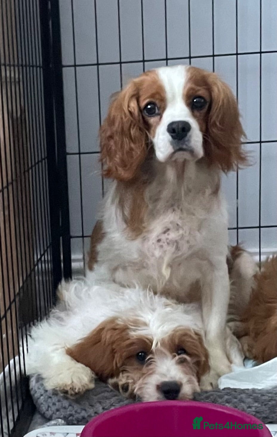 Cavapoo dogs ADORABLE CAVAPOO PUPPIES  - Advert 12