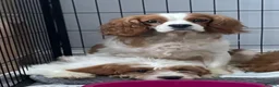 Cavapoo dogs for sale: ADORABLE CAVAPOO PUPPIES  - Advert 3