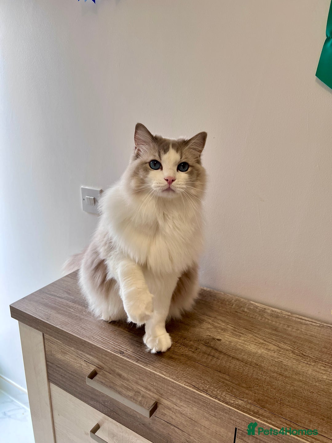 Ragdoll cats for sale: retaired King looking for a new home - Image 4