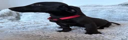 Mixed Breed dogs for sale: Miniature dachshund cross lab (dashadors)  - Advert 22