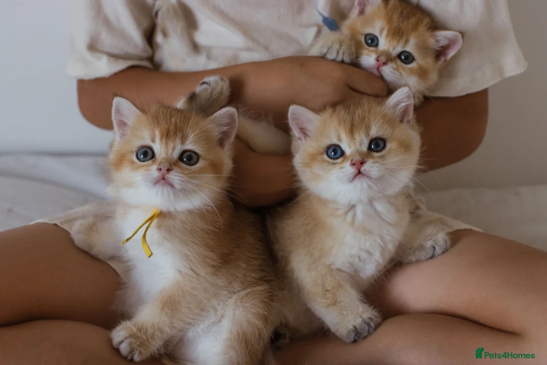 British Shorthair cats for sale: Golden Blue and Golden BSH kittens - Advert 1