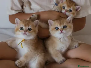 British Shorthair cats Golden Blue and Golden BSH kittens - Advert 7