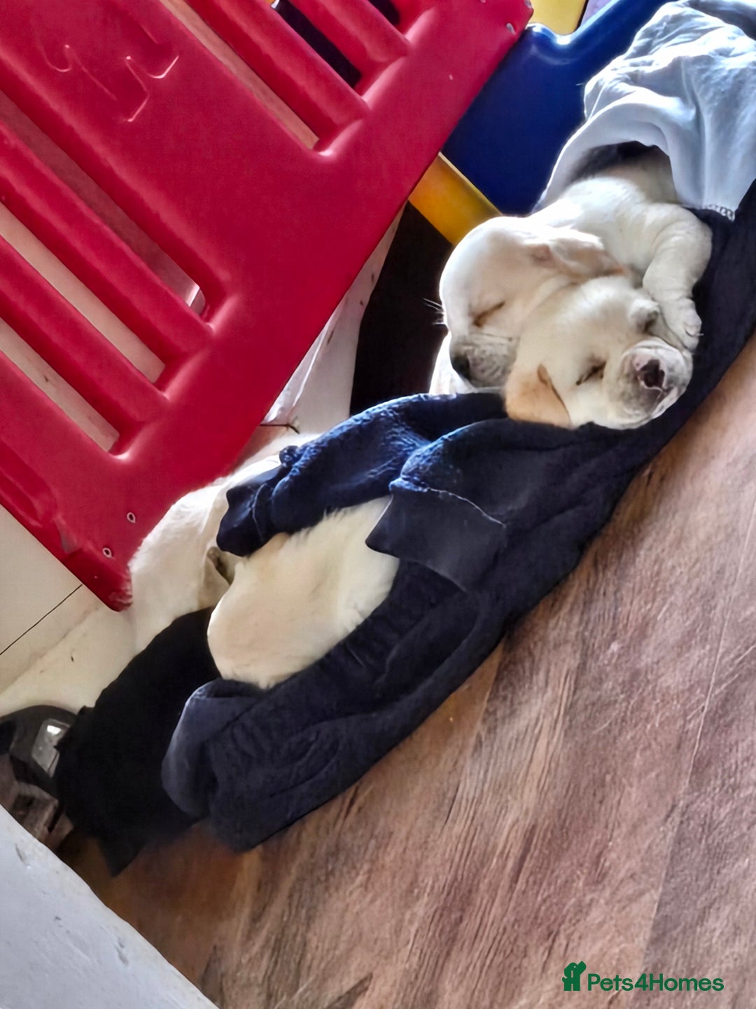 Mixed Breed dogs for sale: Frenchie/collie puppies - Image 2