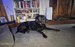 Labrador Retriever dogs for stud: 2yo black 42kg labrador  - Image 3